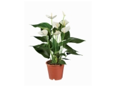 Anthurium 5.49 €