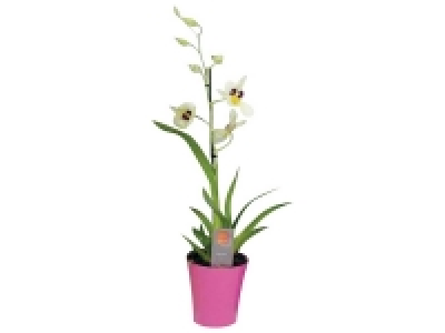 Orchidée en cache pot