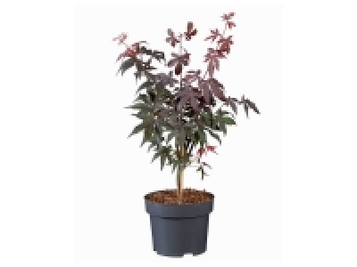 Acer Palmatum