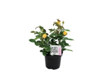 Rosier de jardin