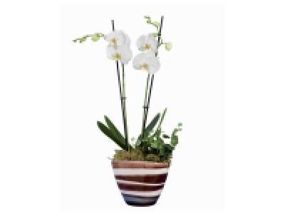 Orchid&eacute;e en pot c&eacute;ramique design 12.99&nbsp;&euro;