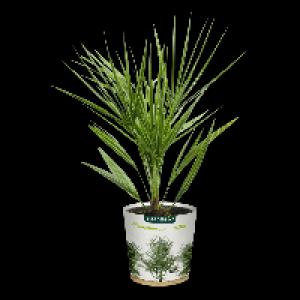 GARDENLINE® Palmier
