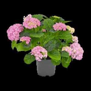 Aldi Gardenline® GARDENLINE® Hortensia