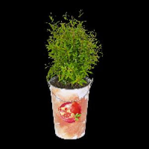 Aldi Gardenline® GARDENLINE® Plante méditerranéenne