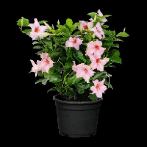 Aldi Gardenline® GARDENLINE® Hibiscus ou Dipladenia