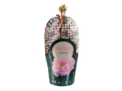 Pivoine en pot