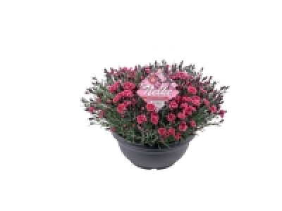 Coupe dillet parfumé