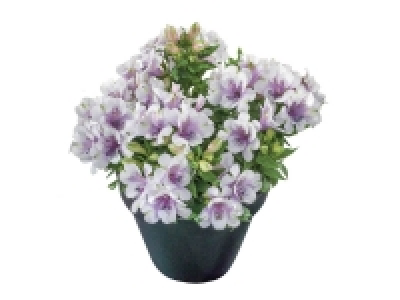 Alstroemeria