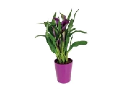 Calla en pot céramique 5.99 €