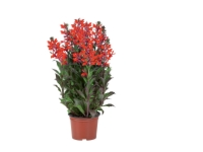 Plantes vivaces été 2.61 €