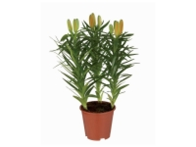 Lys Asiatique 2.61 €