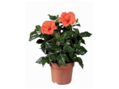 Lidl  Hibiscus