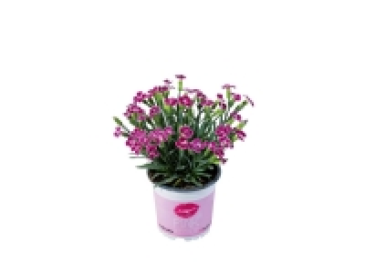 illet parfumé «Pink Kiss»