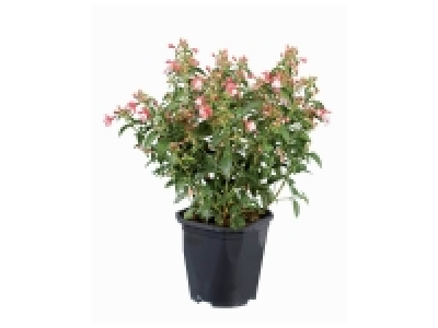 Lidl  Fuchsia vivace