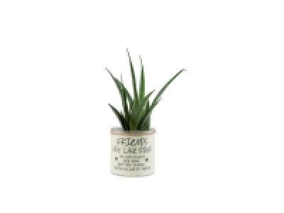 Plante verte collection en pot déco ou dipladénia trio