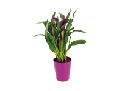 Lidl  Calla en pot céramique