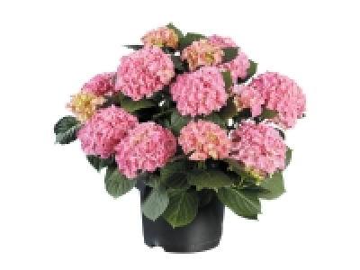 Hortensia de jardin