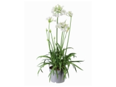 Agapanthe