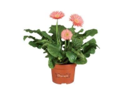 Gerbera 2.39 €