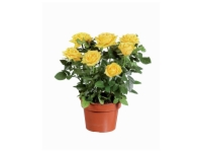 Rosier en pot 3.49 €