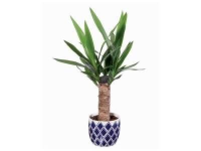 Lidl  Plante verte en pot déco