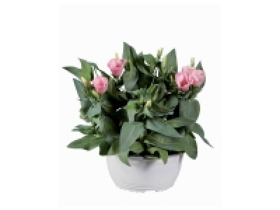 Lidl  Eustoma en coupe «lisianthus»