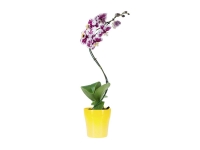 Lidl  Orchidée Twister en pot céramique
