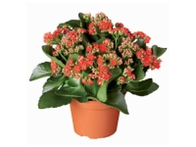 Lidl  Kalanchoé couleur