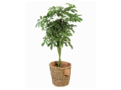 Lidl  Plante verte en cache pot