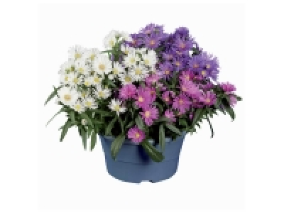 Aster trois couleurs en coupe