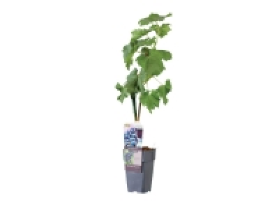 Pied de vigne