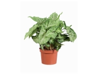 Plante verte 2.11&nbsp;&euro;