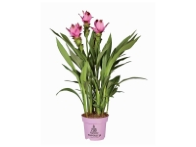 Lidl  Curcuma en pot