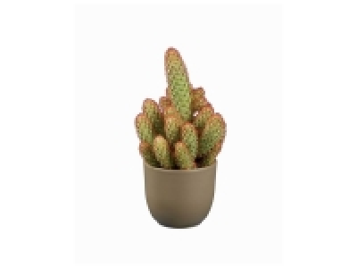 Cactus et succulentes mix ou rosier « Lovely Rose »