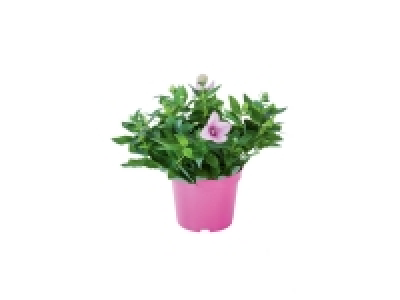 Platycodon