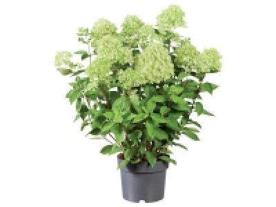 Lidl  Hortensia Paniculata