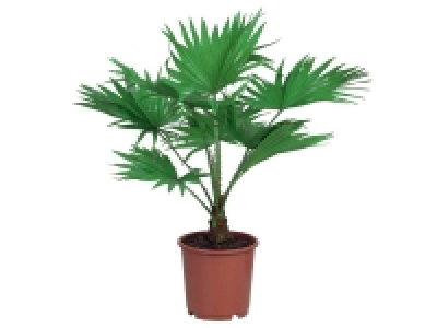 Palmier de jardin 6.29 €