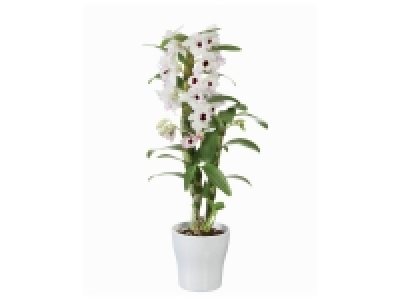 Orchidée dendrobium en pot céramique