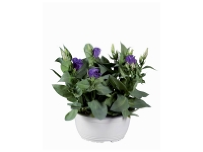 Lidl  Eustoma en coupe