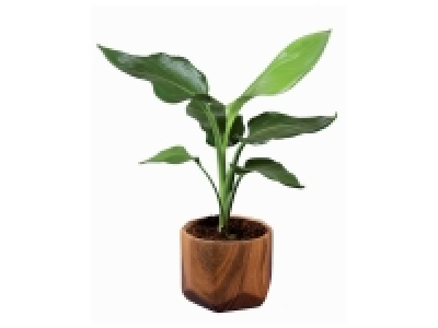 Lidl  Plante verte en pot céramique ton Bois
