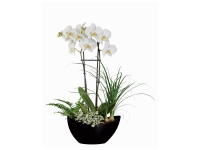 Composition orchidée design