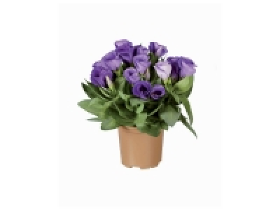 Eustoma