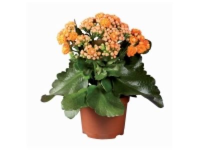 Plante fleurie 2.11 €