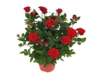 Rosier en pot 1.51 €