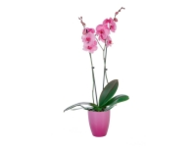 Lidl  Orchidée couleur en céramique