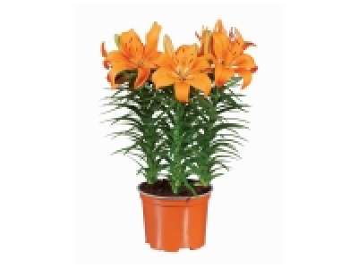 Lys Asiatique 3.99 €