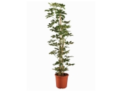 Grande plante verte ou orchidée design en pot terracotta ou compositio 12.99 €