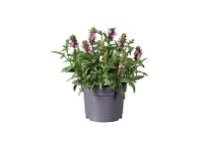 Plantes vivaces 2.19 €