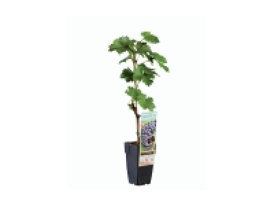 Pied de vigne grand modèle 6.99 €