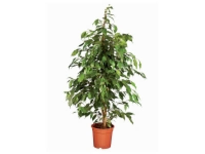 Lidl  Grande plante verte ou orchidée design en pot terracotta ou compositio